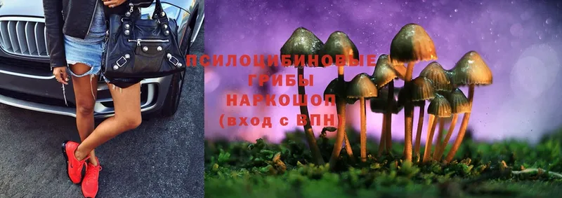 Псилоцибиновые грибы Psilocybine cubensis Киселёвск